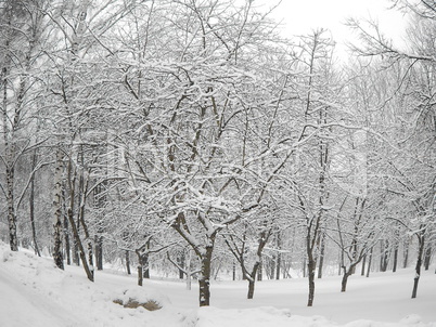 after snowfall after snowfall