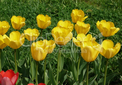 yellow tulip