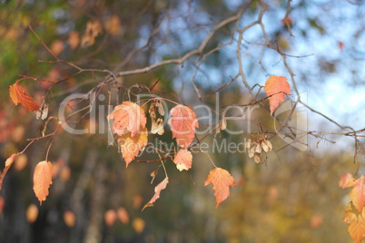 birch at autumn day