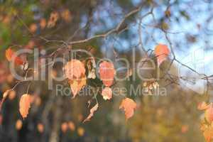 birch at autumn day