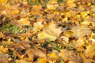 yellow maple carpet at autumn