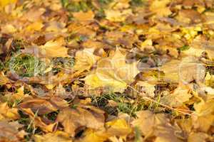 yellow maple carpet at autumn