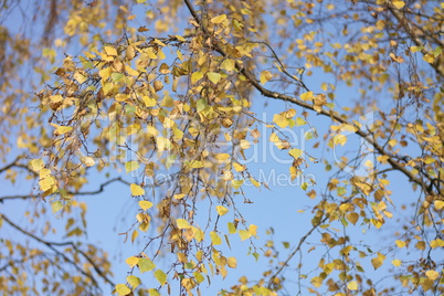 birch at autumn day