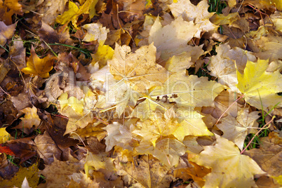 yellow maple carpet at autumn yellow maple carpet at autumn