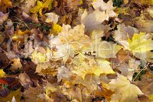 yellow maple carpet at autumn