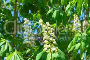 chestnut at spring