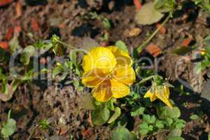 yellow flower at spring