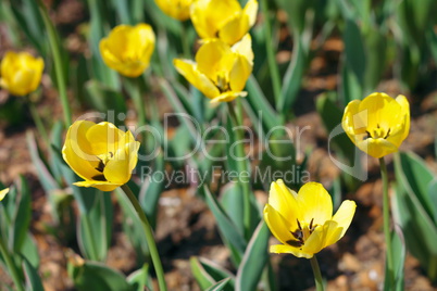 yellow tulip at spring