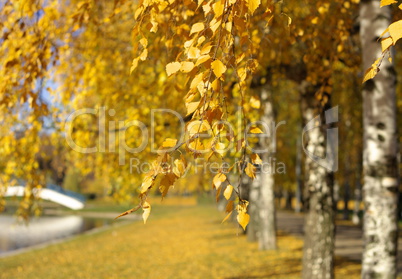 birch at autumn day