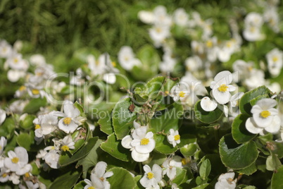 white little flowers