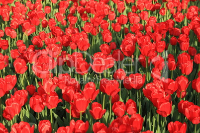 red tulip at spring