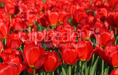 red tulip at spring