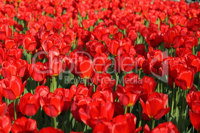 red tulip at spring