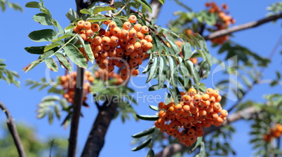 ashberry with leafs on sky background, september