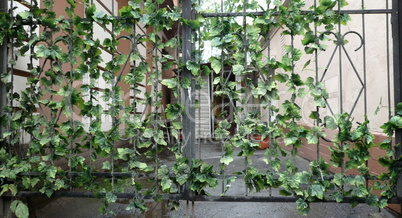 black metal fence with green plant at day