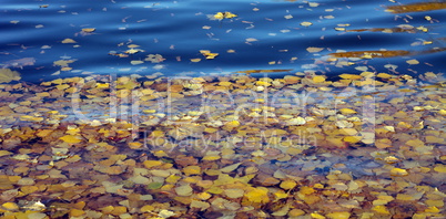 Yellow Birch Leafs on Water