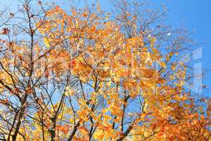 yellow leafs on tree