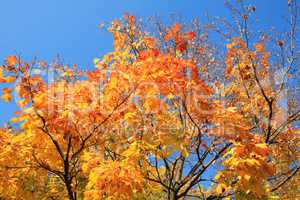 yellow leafs on tree