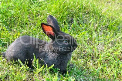 little rabbit on green grass background