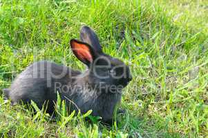 little rabbit on green grass background