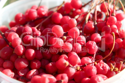 harvest of red schizandra