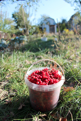 ripe schisandra in the bucket on the path