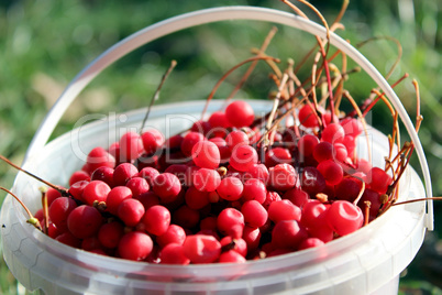 red ripe schisandra in the bucket