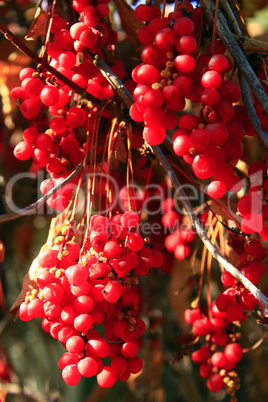 big branches of schisandra