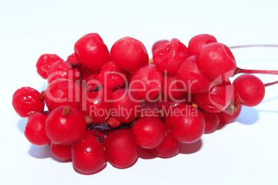 branch of red ripe schisandra isolated