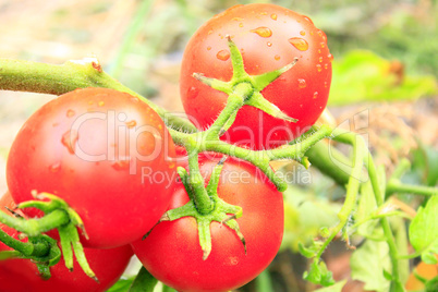 red tomatoes in the bush