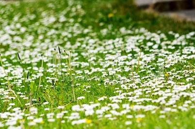 Sommerwiese Blumenwiese
