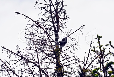 Amsel in Baumkrone