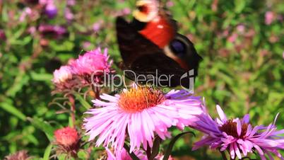 butterfly peacock eye on the aster