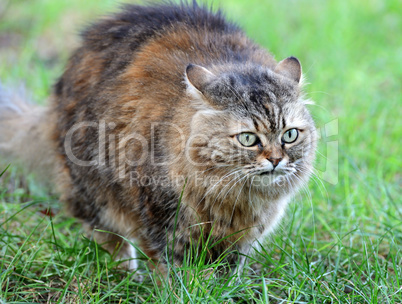 cat on background of green grass