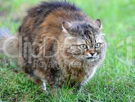 cat on background of green grass