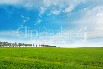 spring meadow and blue sky