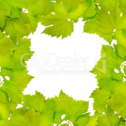 Border of fresh grape leaves