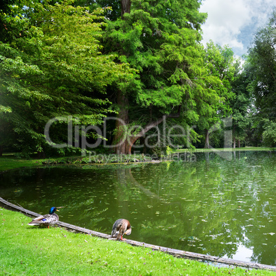 small lake in the woods