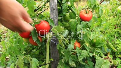 harvesting red tomatoes in the bush