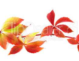 Red autumnal branch of grapes leaves