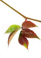 Multicolor autumn twig of grapes leaves, parthenocissus quinquef