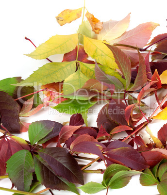 Multicolor autumn leafs