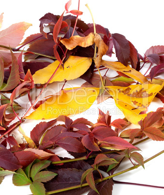 Multicolor autumnal leafs
