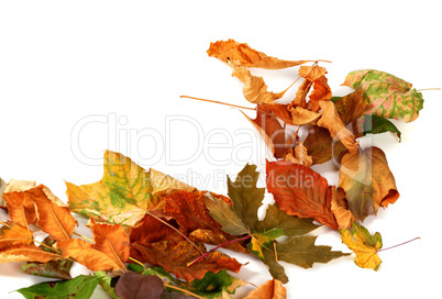 Autumn dry leafs. Isolated on white background