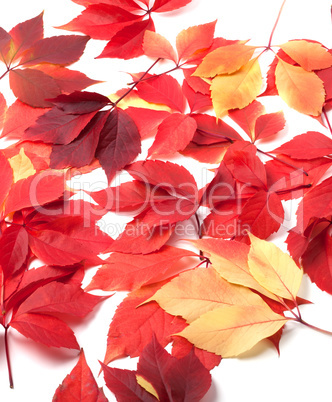 Scattered autumn red leaves on white background
