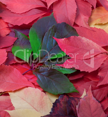 Background of autumn leaves