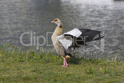 Nilgans