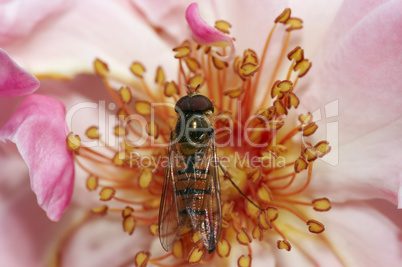 syrphyd fly on the flower