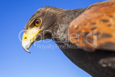 Harris Hawk