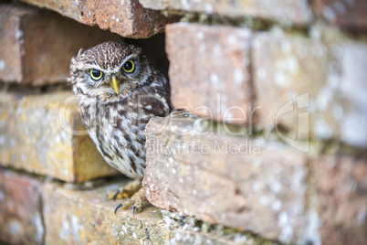Little Owl Looking Out of a Hole in a Wall